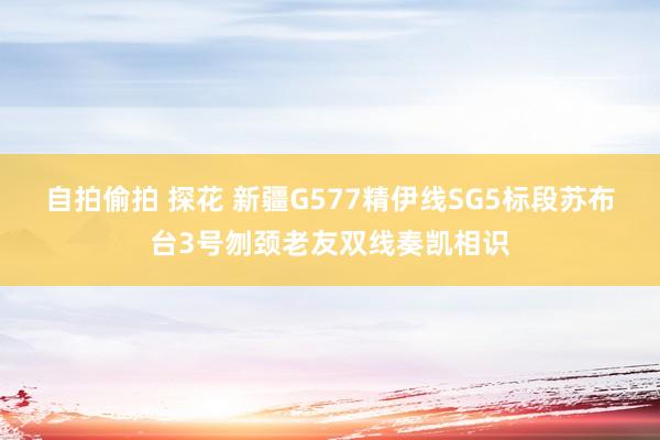 自拍偷拍 探花 新疆G577精伊线SG5标段苏布台3号刎颈老友双线奏凯相识