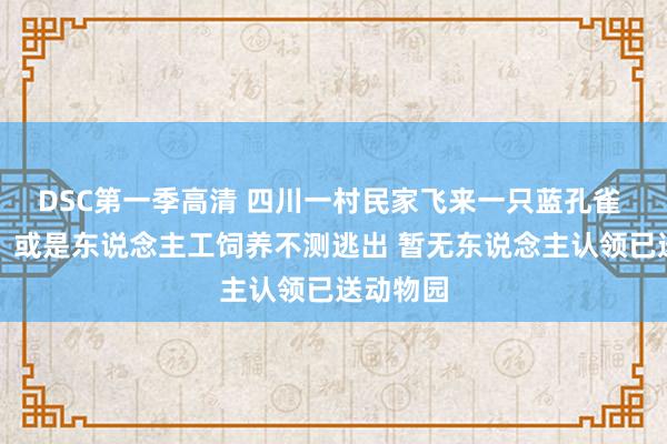 DSC第一季高清 四川一村民家飞来一只蓝孔雀 调停站：或是东说念主工饲养不测逃出 暂无东说念主认领已送动物园